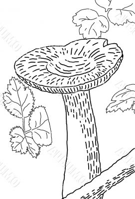 Mushroom