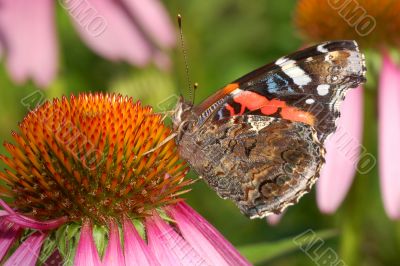 Red Admiral Butterfly on Coneflower