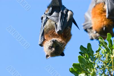 Hanging Bats