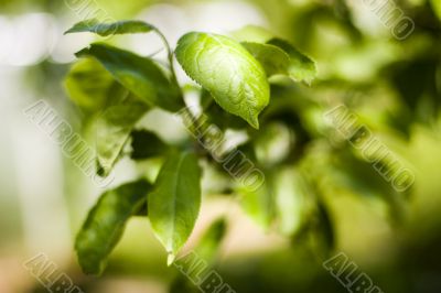 Apple leaves