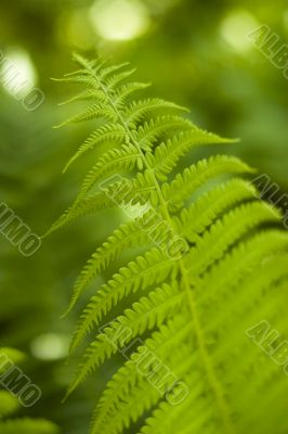 Fern leave