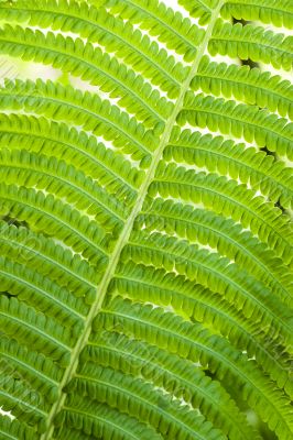 fern leaves