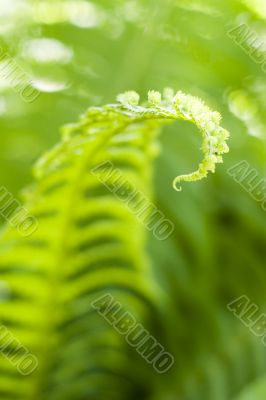 fern leaves