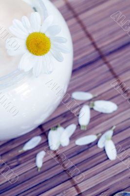 Chamomile and face cream - natural body-care