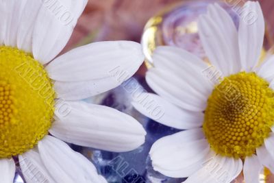 Chamomile and  pebble of glass, spa concept