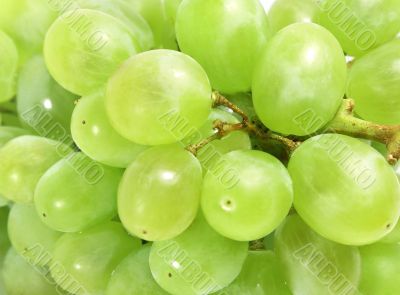 white grapes