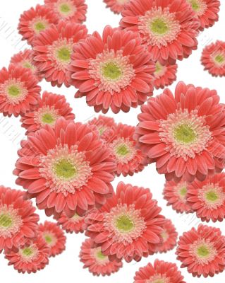 Falling Gerber Daisies
