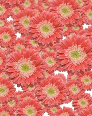 Falling Gerber Daisies