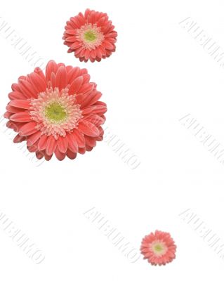 Falling Daisies