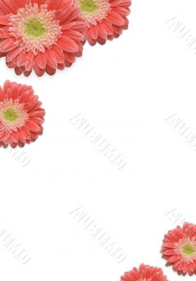 Falling Daisies