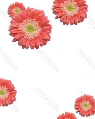 Falling Daisies
