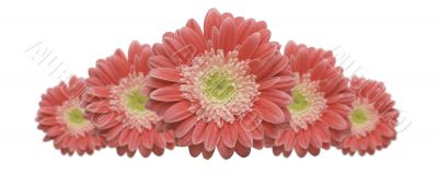Gerber Daisy Row