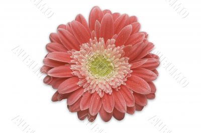 Pink Gerber Daisy Isolated