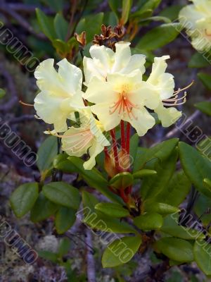 flowerses of the rhododendron
