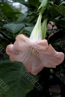 Datura (Brugmansia)