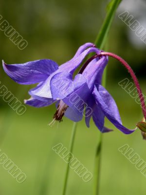 Alpine Aquilegia