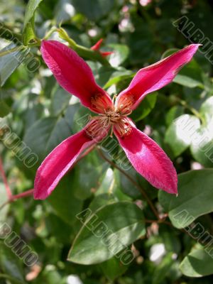 Clematis (Viticella)