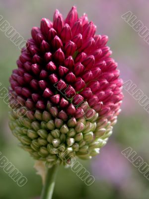 Allium (Sphaerocephalon)
