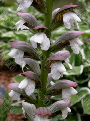 Acanthus (Summer beauty)