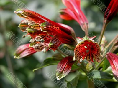 Alstromeria (Psittacina)