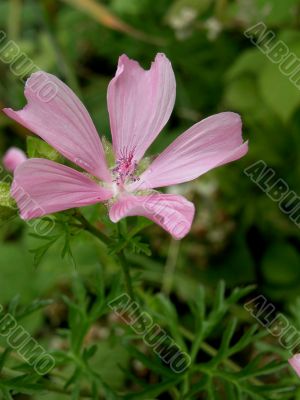 Common Mallow (Malva sylvestris)