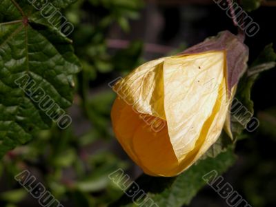 Abutilon (Golden fleece)