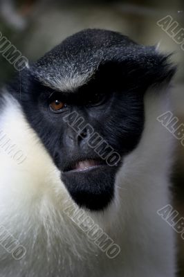 Diana Monkey (Cercopithecus diana)