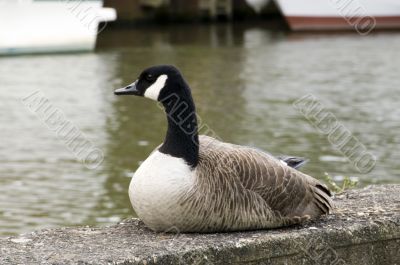 Goose