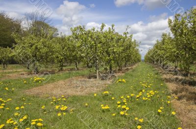 Apple orchard