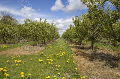Apple orchard