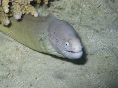 peppered moray eel
