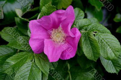 Japanese Rose  (Rugosa Rose)