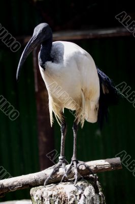 Sacred Ibis (Threskiornis aethiopicus)