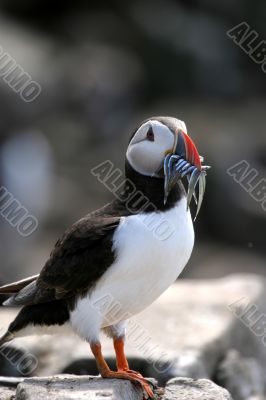 Puffin (Fratercula arctica)