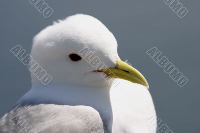 Kittiwake ( Rissa tridactyla)