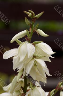 Yucca (Filamentosa)