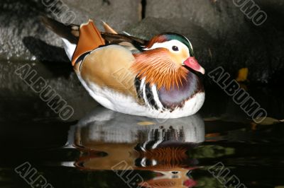 Mandarin Duck (Aix galericulata)