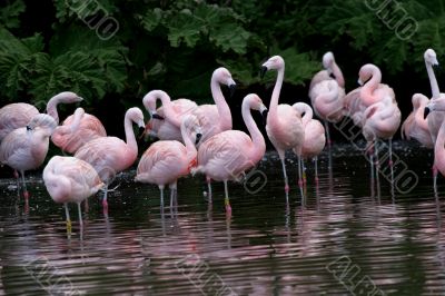 Flamingoes (Phoenicopterus)