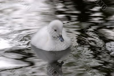 Cygnet Young Swan (Cygnus olor)