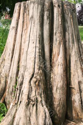 Gnarled tree close-up