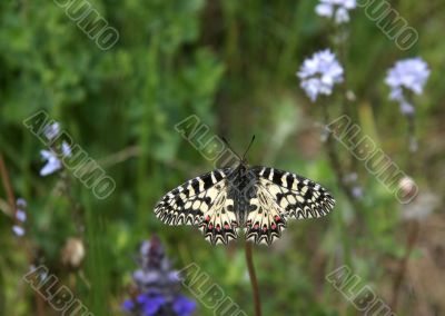 yellow butterfly