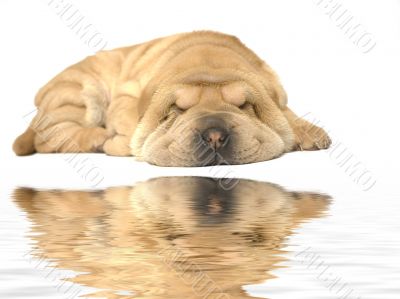 sleeping sharpei puppy
