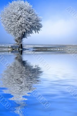 Winter landscape a single tree