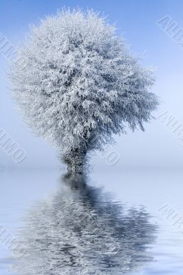 Winter landscape single tree and bench