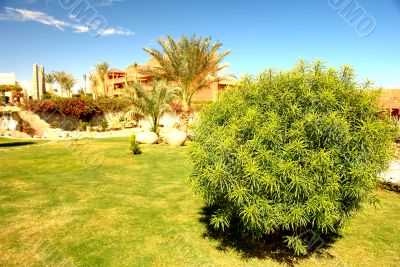 Green fresh bush in Africa