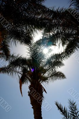 Three palms on the background of the sky