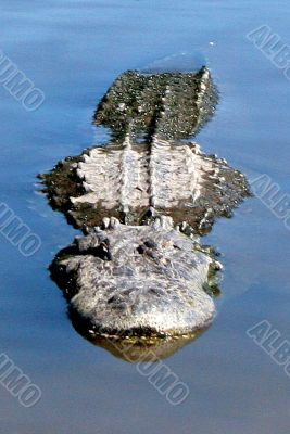 Alligator