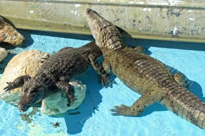 Alligators