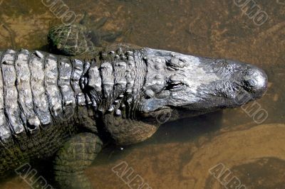 Alligator