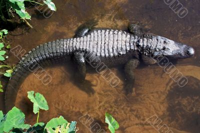 Alligator